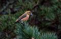 Grankorsnebb - Common crossbill (Loxia  curvirostra)  